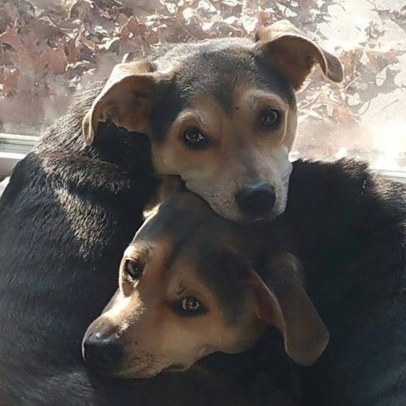 Meet your Posher, Shawn - Picture 1 of 1